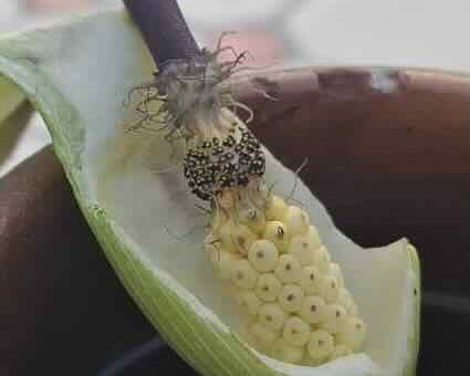 🌿 EXCLUSIV: „Rodul Pământului” a vorbit! Cum va fi recolta în  în 2026? Secretul străvechi citit într-o plantă misterioasă