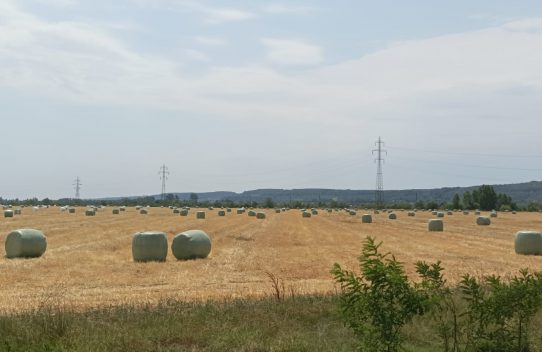 PĂȘUNEA DE AUR: Cum a ajuns o administrație să-și judece și să-și șantajeze propriii cetățeni, folosindu-le banii